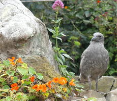 Bird at right, foliage and rock at left