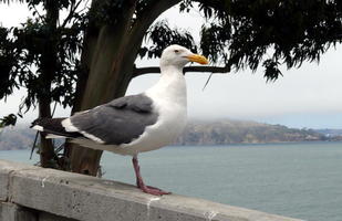 Seagull on ledge overlooking bay