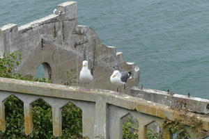 Seagulls on ledge overlooking bay and ruined building