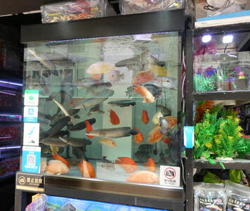 display at aquarium store