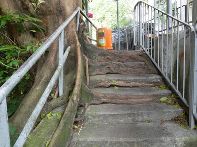 tree roots overgrowing stairs
