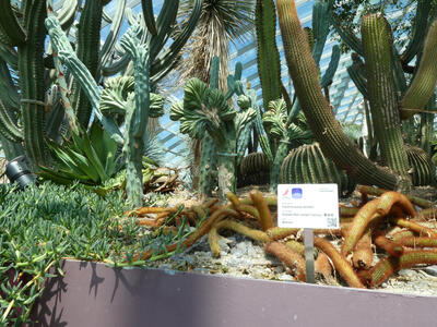 various cacti