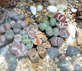 plants that look like pebbles