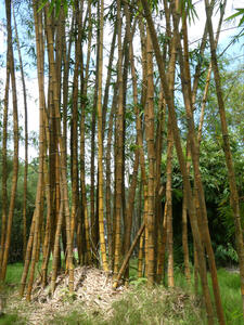 stand of bamboo