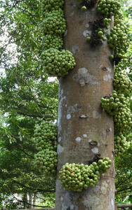 tree with many fig blossoms