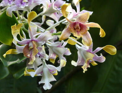 orchid closeup