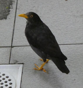 black bird with yellow beak