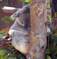 Sleeping koala on tree