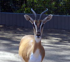 Front-on view of African gazelle