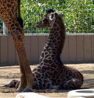 Baby giraffe sitting down