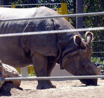 Side view of rhinoceros eating