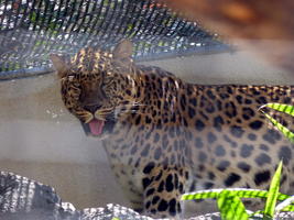 Large spotted cat with mouth open
