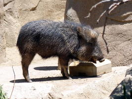 South American Chacoan Peccary (looks like a pig) eating