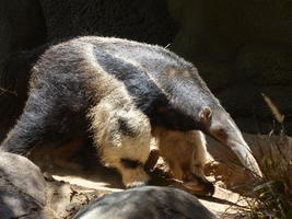 side view of African anteater