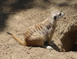 Meercat sitting outside a hole