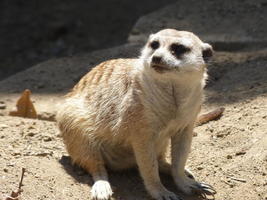 Front view of meerkat