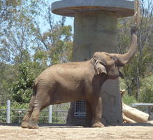 Elephant reaching upwards with its trunk
