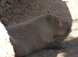 Capybara lying down