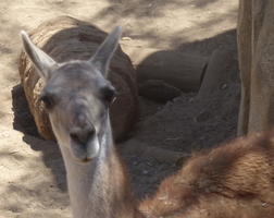 alpaca staring into camera