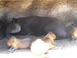 Tapir in background, capybaras in foreground