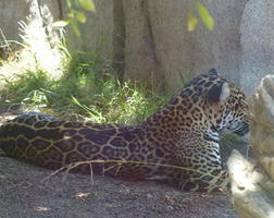 side view of jaguar