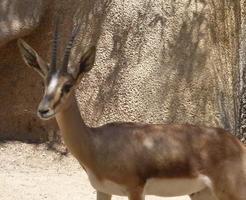 Spiral-horned antelope