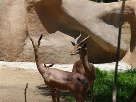 Two spiral-horned antelopes