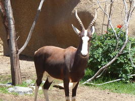 Antelope with white face
