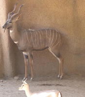 Brown antelope w. white stripes