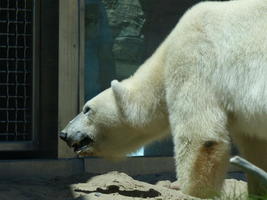 Polar bear facing to left