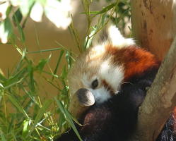 Partially visible face of a red panda