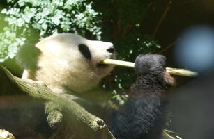 Panda chewing bamboo