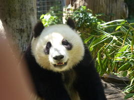 Face view of a panda