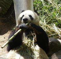 Panda on back, eating bamboo