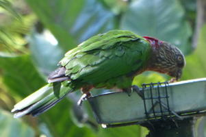 Green bird with red feathered head