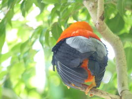 Back view of black and orange bird