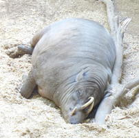 Rhino lying on its side