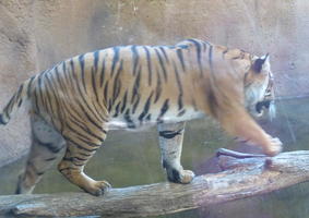 Tiger walking across log