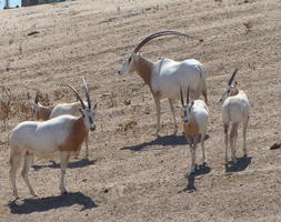 Long-horned antelopes