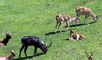 Antelope of varying types browsing in grass