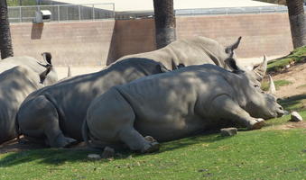Sleeping rhinos