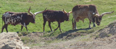 Three buffalo-like animals