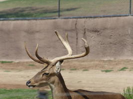 Animal with large antlers