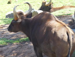 buffalo-like animal with hump on back