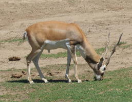 Deer with spiral horns, eating