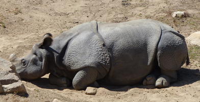 Rhino lying down