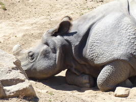 Closeup of rhino