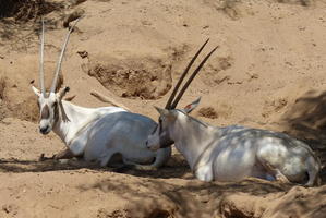 antelopes with long horns