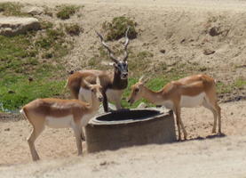 Antelopes at drinking station