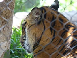 Closeup of tiger facing away in 3/4 profile
